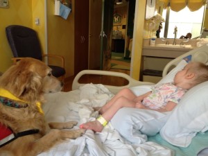 Harper in hospital bed with a visit from Roger the therapy dog.